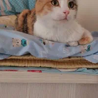 سه عدد گربه عقیم شده واکسناسیون کامل 6ماه واگذاری|گربه|پرند, فاز ۶|دیوار