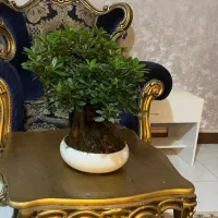 بونسای میخک هندی