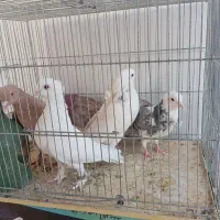گرفتنی|پرنده|قم, انسجام|دیوار