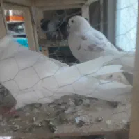 کفتر