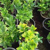 شمشادطلایی