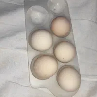 تخم نطفه دار مرغ کوشین