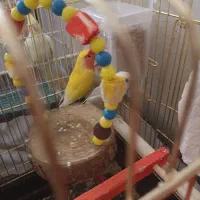 پرنده کوتوله