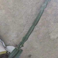 گل و کاکتوس یک متر و نیم
