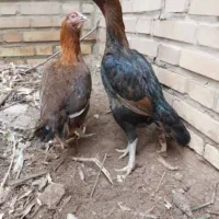 دو عدد لاری نژاد افغانی