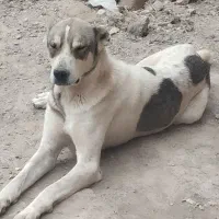 سگ توله