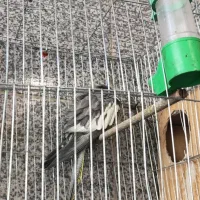 ساعت مچی و عروس هلندی|ساعت|اهواز, منبع اب|دیوار