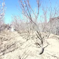 چاه کنی ابی وخشک