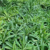 گل های آپارتمانی شامادورا. پتوس .آگلونما و..|گل و گیاه طبیعی|چاف و چمخاله, |دیوار