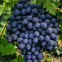 نهال انگور، انجیر، انار