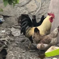 مرغ و خروس محلی