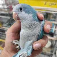 دنیای پرندگان|پرنده|زنجان, |دیوار