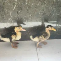 جوجه اردک دوماهه صحیح و سالم