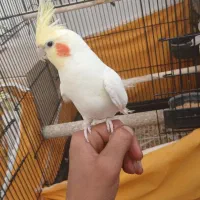 عروس هلندی|پرنده|سمیرم, |دیوار