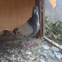 سلام یه دونه ماده سبز معاوضه با نر دارم