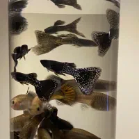 گوپی خراک و مولد و پیش مولد|ماهی|یزد, |دیوار