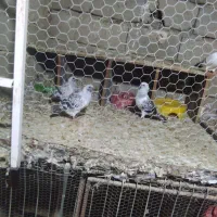 کببوترشامی|پرنده|برازجان, |دیوار