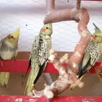 عروس هلندی|پرنده|زاوه, |دیوار