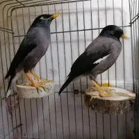 یک جفت مرغ مینای دستی