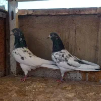 کفتر  نروماده پاکستانی