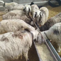 14راس میش ترکی