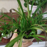 گل گندمی|گل و گیاه طبیعی|اندیشه, اندیشه فاز ۱|دیوار