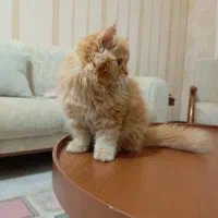 گربه پرشین|گربه|کهریزک, |دیوار