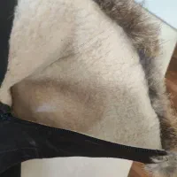 پوتین|کیف، کفش، کمربند|میانه, |دیوار