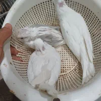 فروس جوجه سرلاکی عروس|پرنده|لار, |دیوار