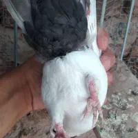 کبوتر|پرنده|کرمان, |دیوار