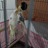 عروس هلندی لوتینو تکخال|پرنده|بهارستان, |دیوار