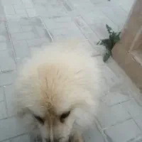 حیوان خانگی