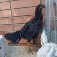 خروس لاری|حیوانات مزرعه|شاهین‌شهر, شهرک میلاد|دیوار