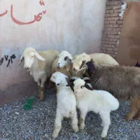 میش بره جوان