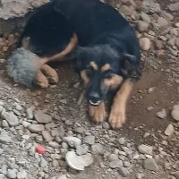 سگ ژرمن