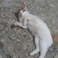 واگذاری گربه