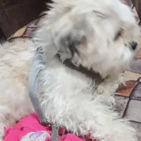 سگ خونگی|سگ|خرم‌آباد, |دیوار