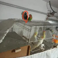 طوطی برزیلی گم شده