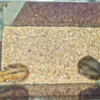 همستر مینیاتوری|موش و خرگوش|بافق, |دیوار