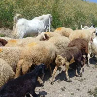 بز گلابی|حیوانات مزرعه|روانسر, |دیوار