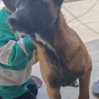 سگ مالینویز هشت ماهه