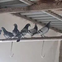 کبوتر پلاکی