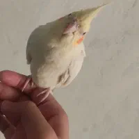 عروس هلندی جفت|پرنده|تهران, شهرک صادقیه|دیوار