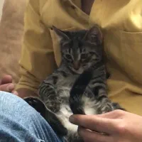 واگذاری گربه ۹ماهه|گربه|بجنورد, |دیوار