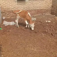 گوساله سیمینتال ۵ماهه
