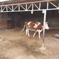 سیمینتال شکم اول