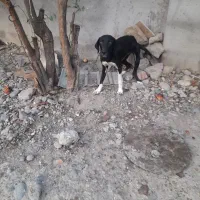سگ شکاری