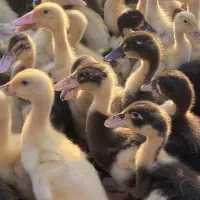 جوجه اردک از ۱ روزه تا ۶ ماهه بالغ