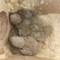 ۴تا جوجه کوتوله برزیلی سرلاکی