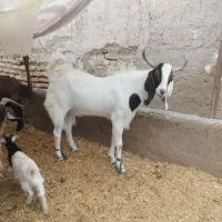 یک بز پاکستانی 2ساله